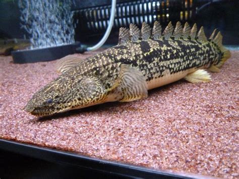 bichir fish